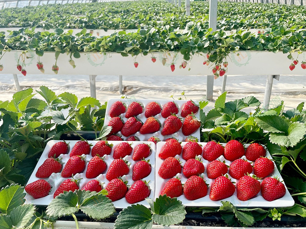 個大飽滿的高架草莓 (1).jpg